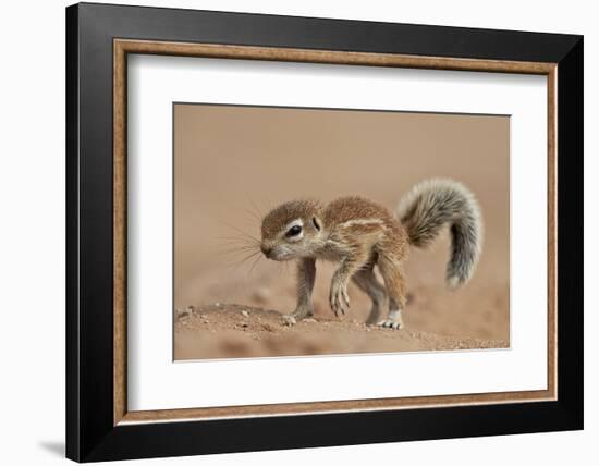 Baby Cape Ground Squirrel (Xerus Inauris)-James Hager-Framed Photographic Print