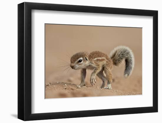 Baby Cape Ground Squirrel (Xerus Inauris)-James Hager-Framed Photographic Print