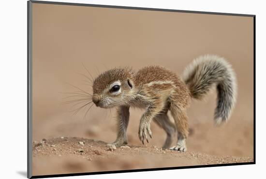 Baby Cape Ground Squirrel (Xerus Inauris)-James Hager-Mounted Photographic Print