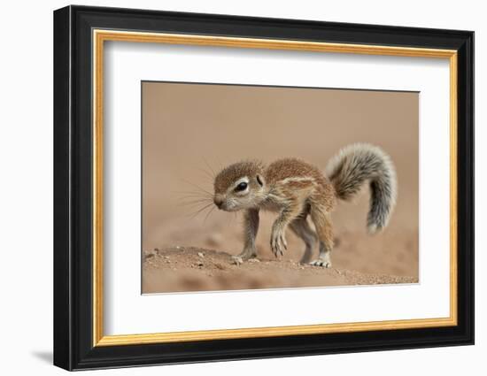 Baby Cape Ground Squirrel (Xerus Inauris)-James Hager-Framed Photographic Print