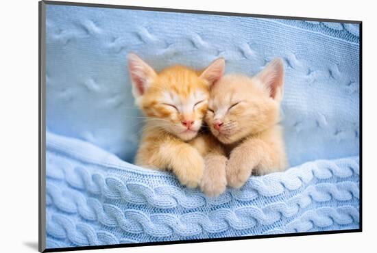 Baby Cat Sleeping. Ginger Kitten on Couch under Knitted Blanket. Two Cats Cuddling and Hugging. Dom-FamVeld-Mounted Photographic Print