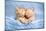 Baby Cat Sleeping. Ginger Kitten on Couch under Knitted Blanket. Two Cats Cuddling and Hugging. Dom-FamVeld-Mounted Photographic Print