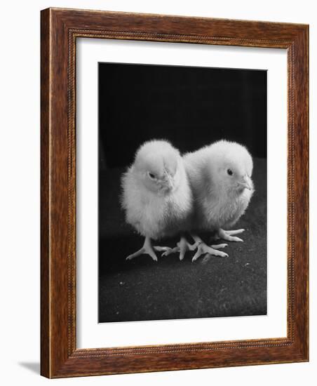 Baby Chicks Being Used For Experiments in Sex Hormones-Hansel Mieth-Framed Photographic Print