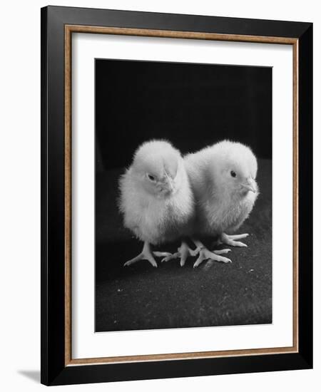 Baby Chicks Being Used For Experiments in Sex Hormones-Hansel Mieth-Framed Photographic Print