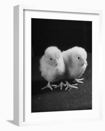 Baby Chicks Being Used For Experiments in Sex Hormones-Hansel Mieth-Framed Photographic Print