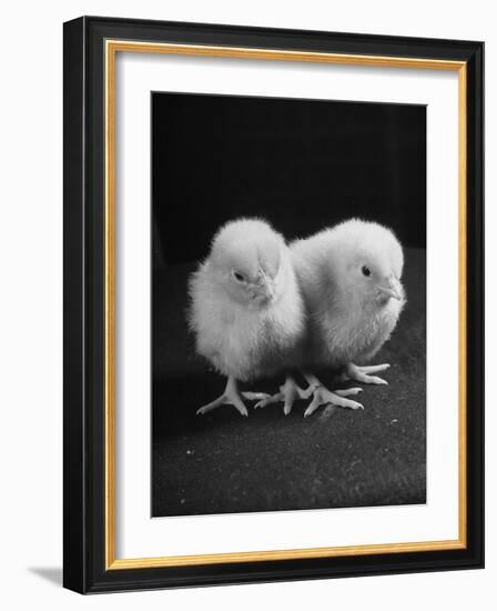 Baby Chicks Being Used For Experiments in Sex Hormones-Hansel Mieth-Framed Photographic Print