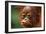 Baby Chimpanzee Kissing-Lantern Press-Framed Art Print