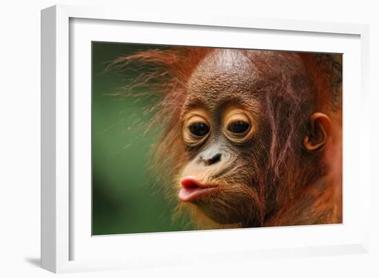 Baby Chimpanzee Kissing-Lantern Press-Framed Art Print