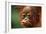 Baby Chimpanzee Kissing-Lantern Press-Framed Art Print