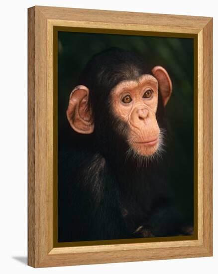 Baby Chimpanzee Portrait, from Central Africa-Pete Oxford-Framed Premier Image Canvas