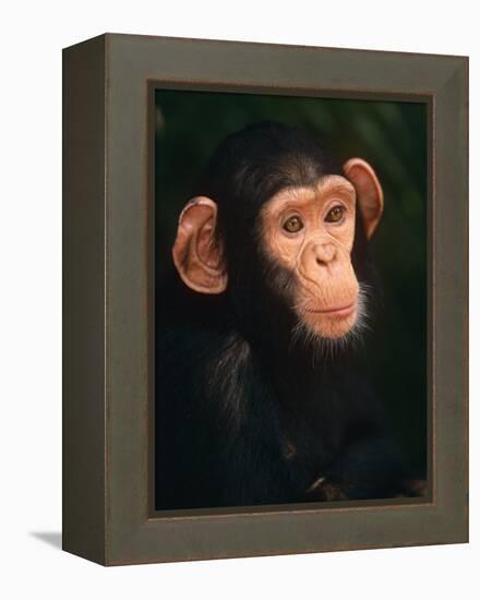 Baby Chimpanzee Portrait, from Central Africa-Pete Oxford-Framed Premier Image Canvas