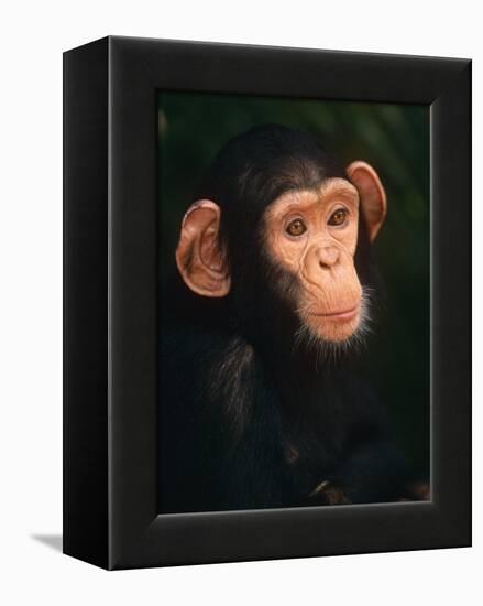 Baby Chimpanzee Portrait, from Central Africa-Pete Oxford-Framed Premier Image Canvas