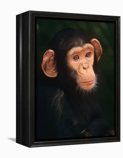 Baby Chimpanzee Portrait, from Central Africa-Pete Oxford-Framed Premier Image Canvas