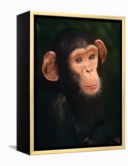 Baby Chimpanzee Portrait, from Central Africa-Pete Oxford-Framed Premier Image Canvas