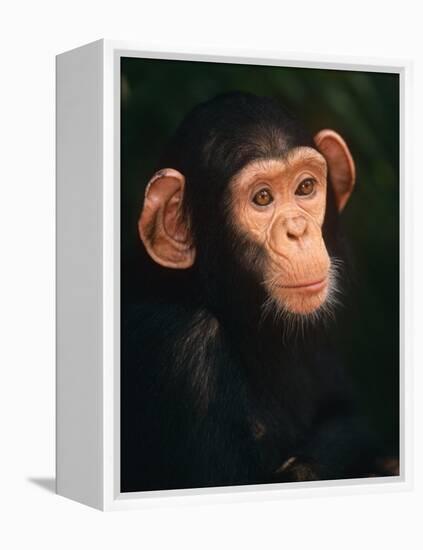 Baby Chimpanzee Portrait, from Central Africa-Pete Oxford-Framed Premier Image Canvas