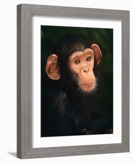 Baby Chimpanzee Portrait, from Central Africa-Pete Oxford-Framed Photographic Print