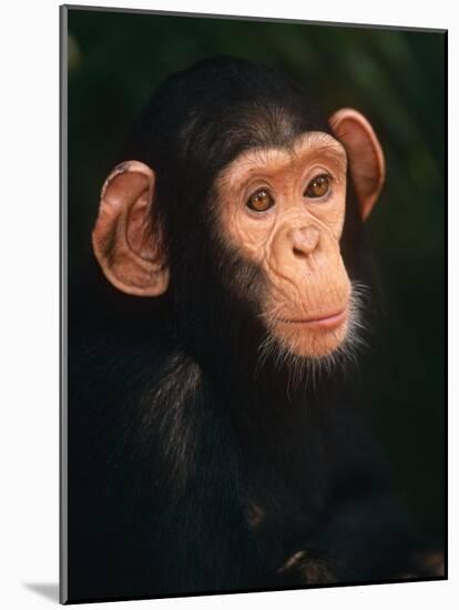 Baby Chimpanzee Portrait, from Central Africa-Pete Oxford-Mounted Photographic Print