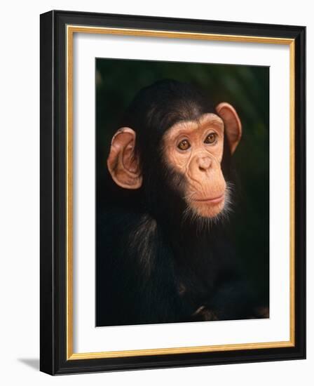 Baby Chimpanzee Portrait, from Central Africa-Pete Oxford-Framed Photographic Print