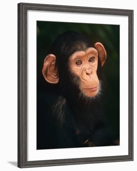 Baby Chimpanzee Portrait, from Central Africa-Pete Oxford-Framed Photographic Print