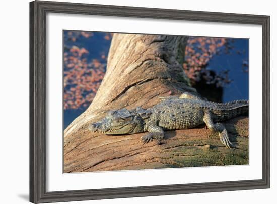 Baby Crocodile-AndamanSE-Framed Photographic Print