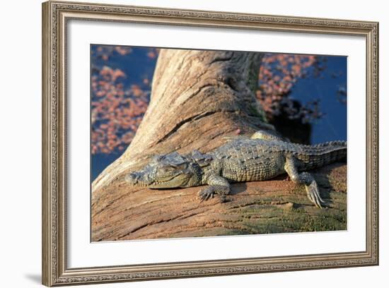 Baby Crocodile-AndamanSE-Framed Photographic Print