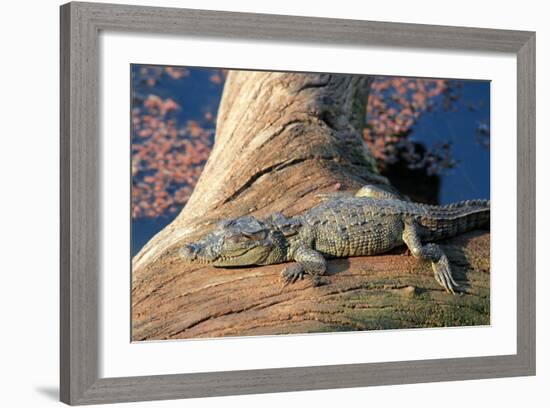 Baby Crocodile-AndamanSE-Framed Photographic Print