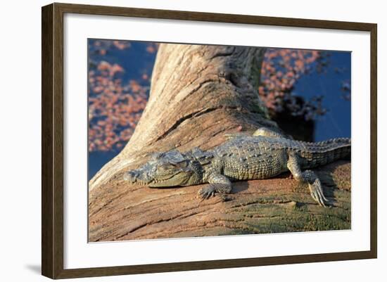 Baby Crocodile-AndamanSE-Framed Photographic Print