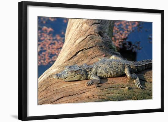 Baby Crocodile-AndamanSE-Framed Photographic Print