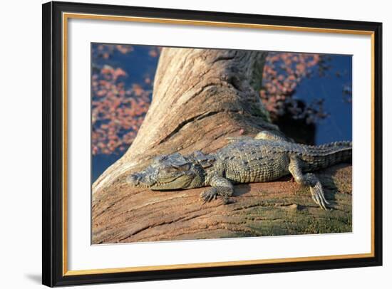 Baby Crocodile-AndamanSE-Framed Photographic Print