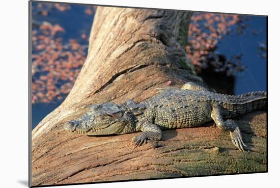 Baby Crocodile-AndamanSE-Mounted Photographic Print