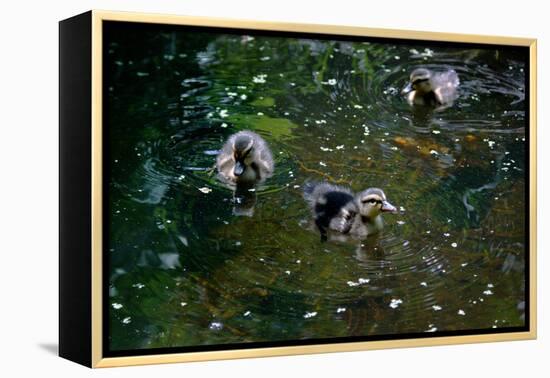 Baby Ducks on Pond-null-Framed Stretched Canvas