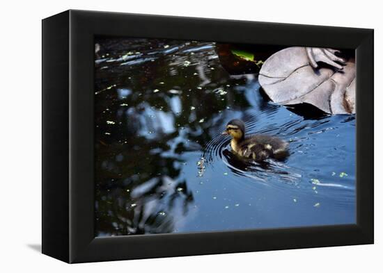Baby Ducks on Pond-null-Framed Stretched Canvas