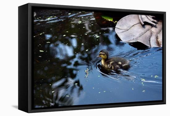 Baby Ducks on Pond-null-Framed Stretched Canvas