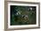 Baby Ducks on Pond-null-Framed Photo