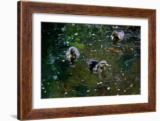 Baby Ducks on Pond-null-Framed Photo