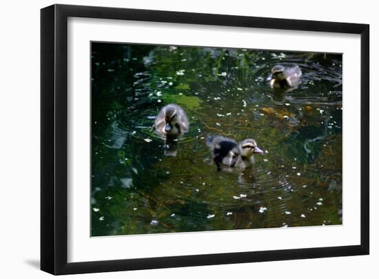 Baby Ducks on Pond-null-Framed Photo