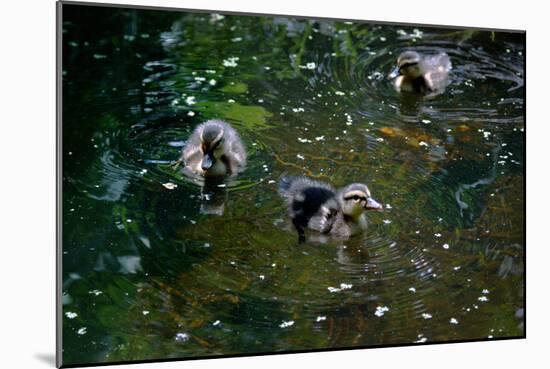 Baby Ducks on Pond-null-Mounted Photo
