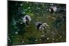 Baby Ducks on Pond-null-Mounted Photo