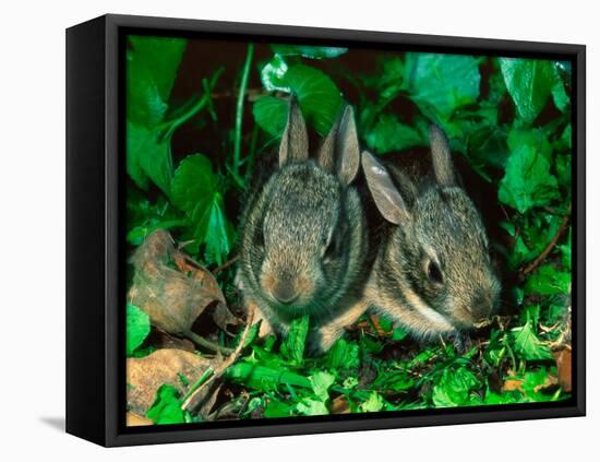 Baby Eastern Cottontail-Adam Jones-Framed Premier Image Canvas