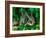 Baby Eastern Cottontail-Adam Jones-Framed Photographic Print