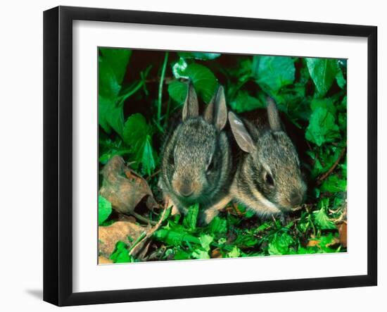 Baby Eastern Cottontail-Adam Jones-Framed Photographic Print