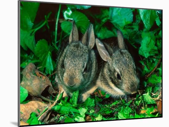 Baby Eastern Cottontail-Adam Jones-Mounted Photographic Print