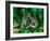 Baby Eastern Cottontail-Adam Jones-Framed Photographic Print