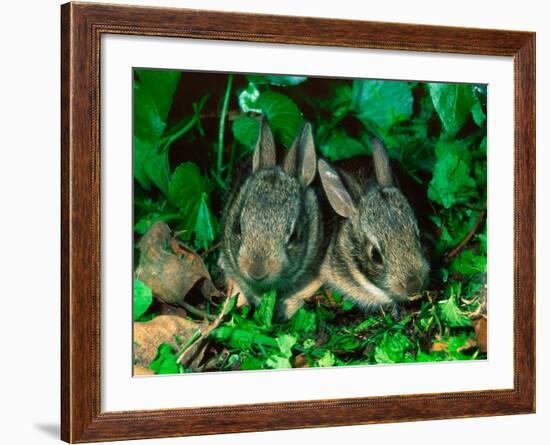 Baby Eastern Cottontail-Adam Jones-Framed Photographic Print