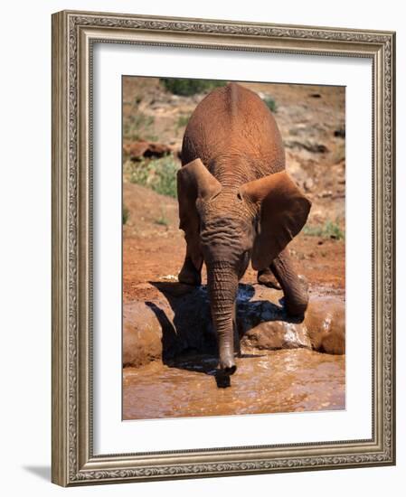 Baby Elephant at the David Sheldrick Wildlife Trust Elephant Orphanage, Nairobi-Andrew Mcconnell-Framed Photographic Print