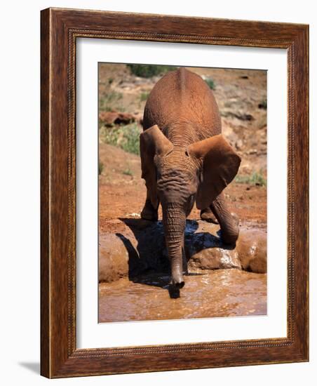 Baby Elephant at the David Sheldrick Wildlife Trust Elephant Orphanage, Nairobi-Andrew Mcconnell-Framed Photographic Print