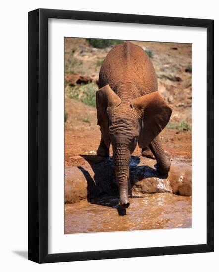 Baby Elephant at the David Sheldrick Wildlife Trust Elephant Orphanage, Nairobi-Andrew Mcconnell-Framed Photographic Print