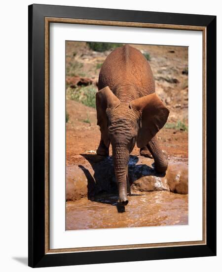 Baby Elephant at the David Sheldrick Wildlife Trust Elephant Orphanage, Nairobi-Andrew Mcconnell-Framed Photographic Print