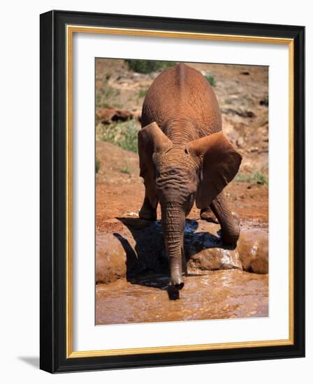 Baby Elephant at the David Sheldrick Wildlife Trust Elephant Orphanage, Nairobi-Andrew Mcconnell-Framed Photographic Print