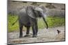 Baby elephant chasing bird (L. africana), Tarangire National Park, Tanzania, East Africa, Africa-Ashley Morgan-Mounted Photographic Print